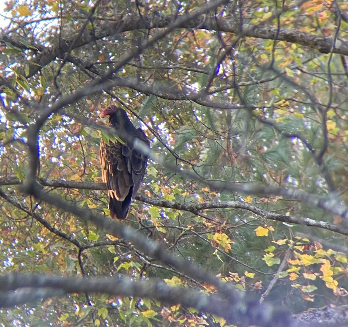 Turkey Vulture - ML642831728