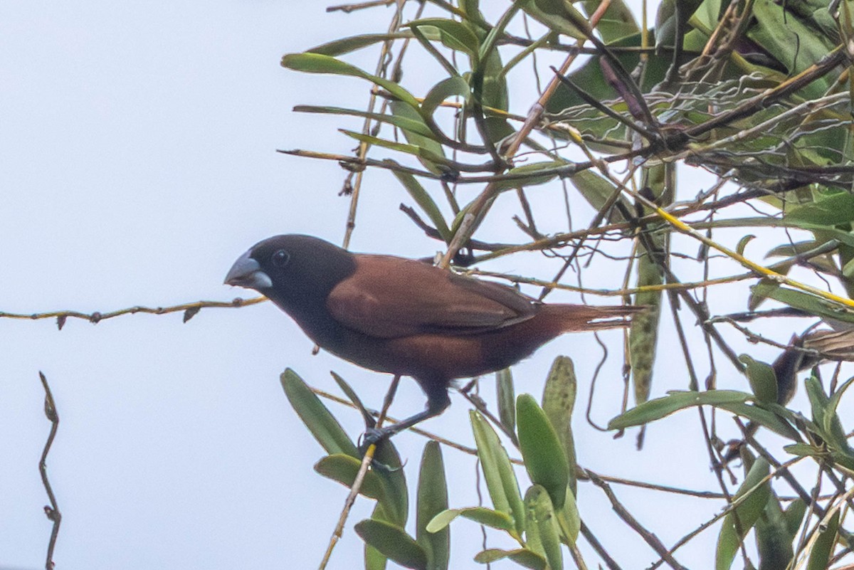 Chestnut Munia - ML642831729