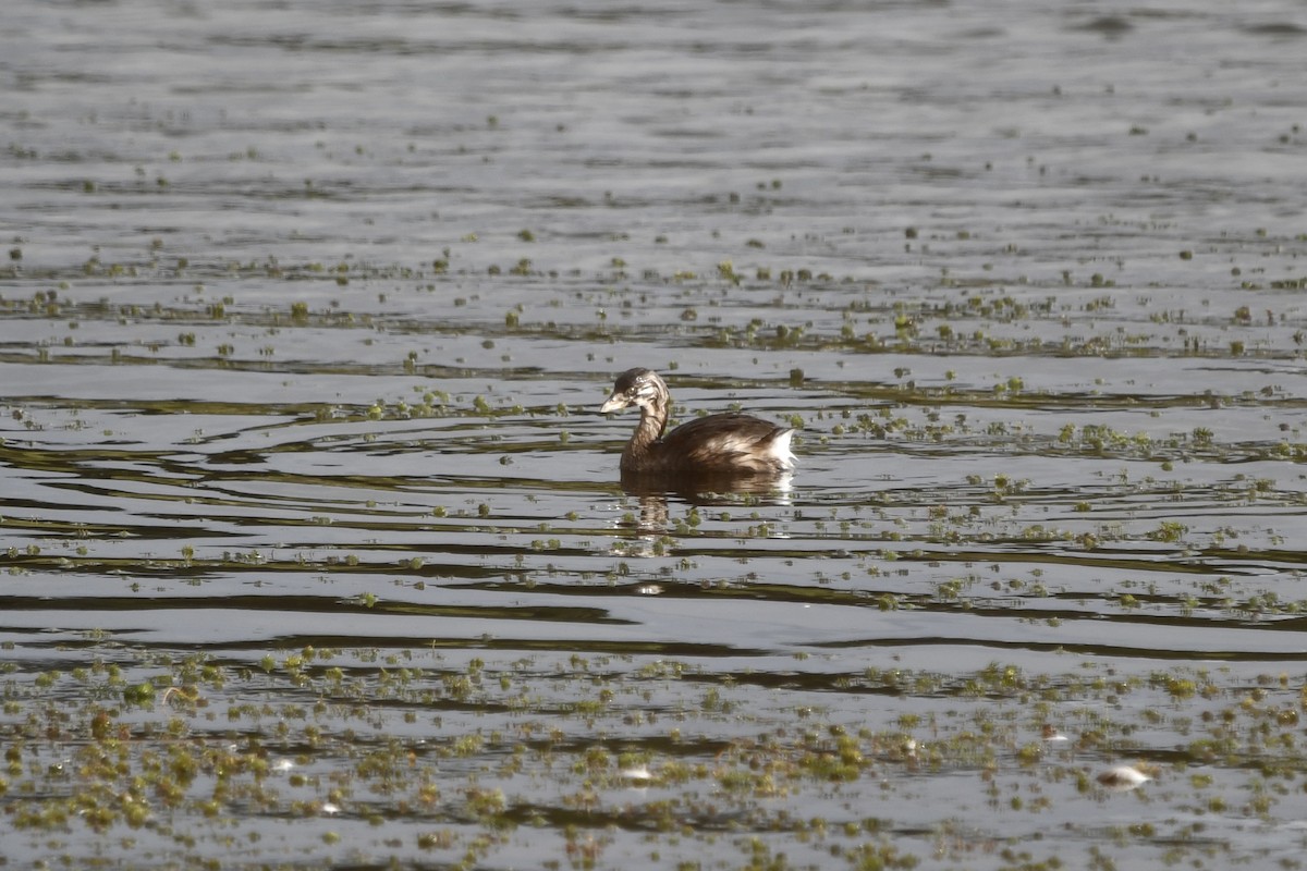 Pied-billed Grebe - ML642831730
