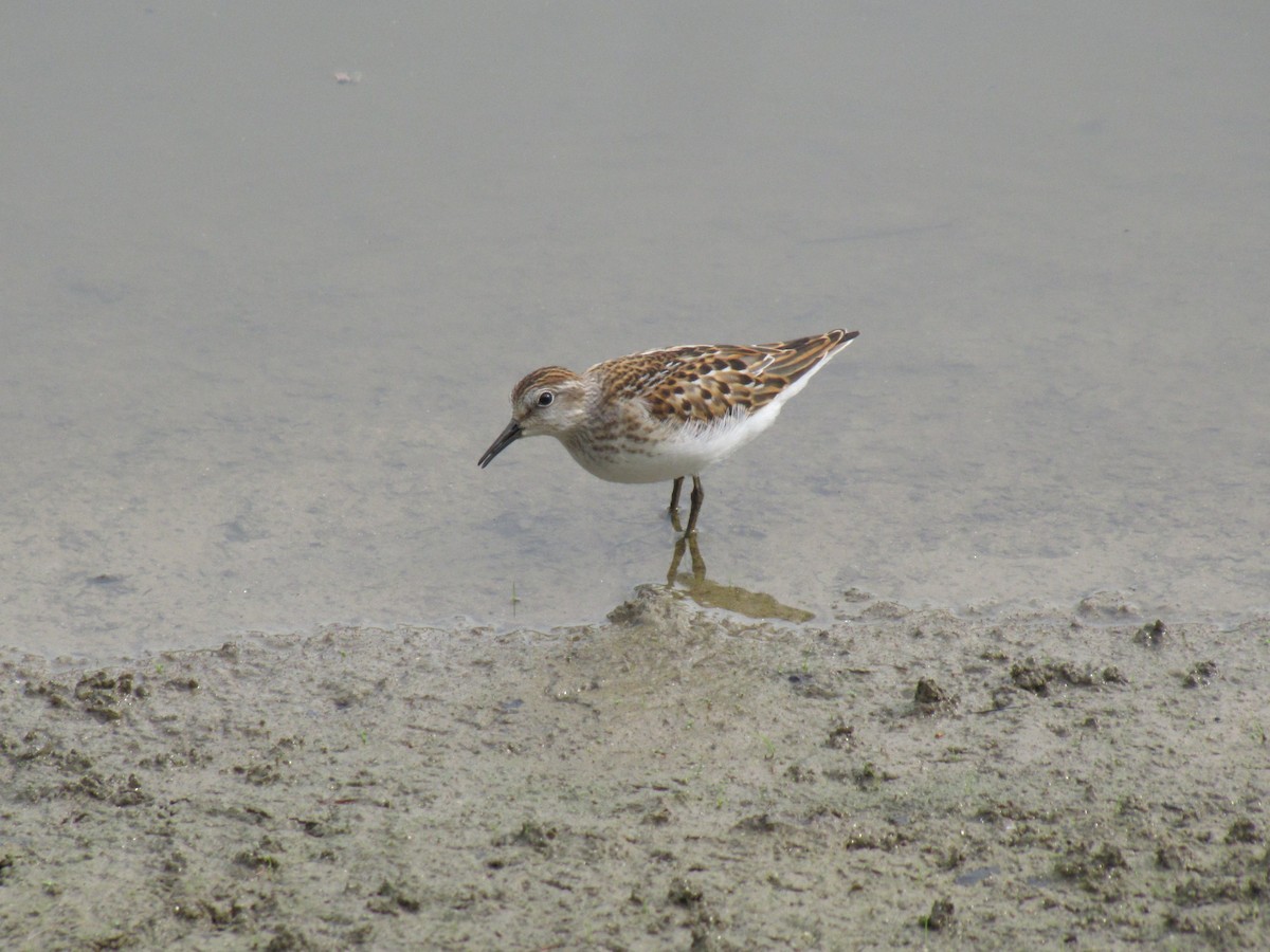 pygmésnipe - ML642831742