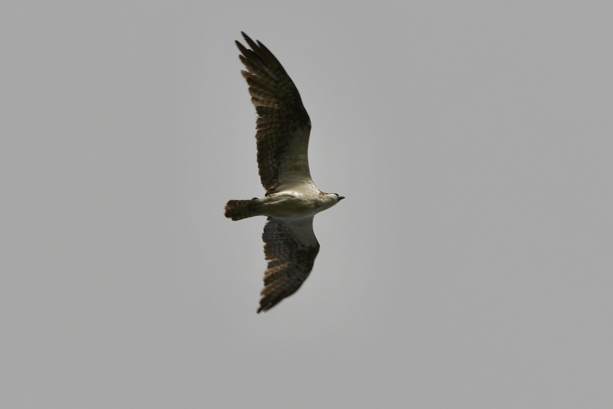 Osprey - ML642831756