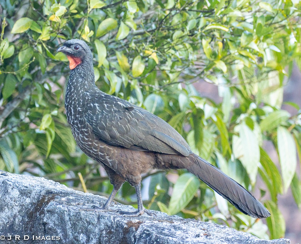 Dusky-legged Guan - ML642831764