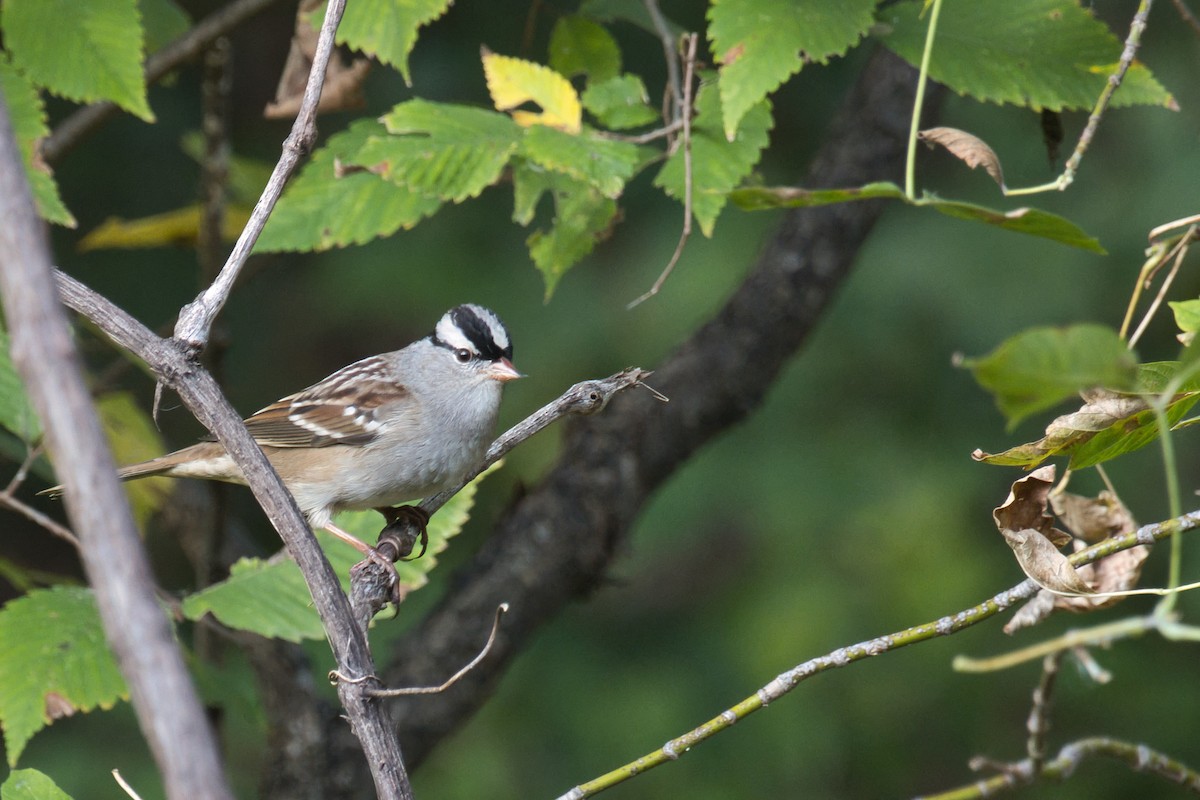 strnadec bělopásý (ssp. leucophrys) - ML642831777