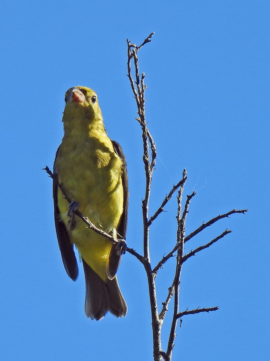 piranga šarlatová - ML642831782