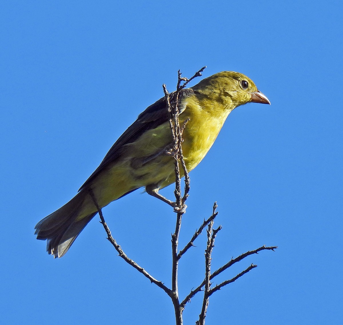 piranga šarlatová - ML642831783
