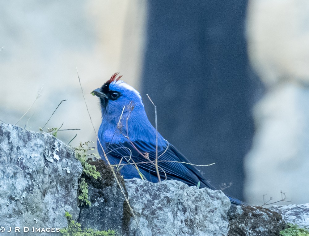 Diademed Tanager - ML642831809