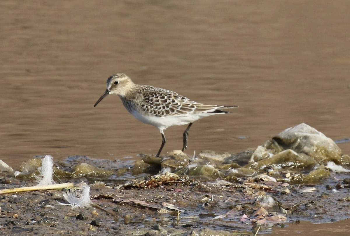 Baird's Sandpiper - ML642831817