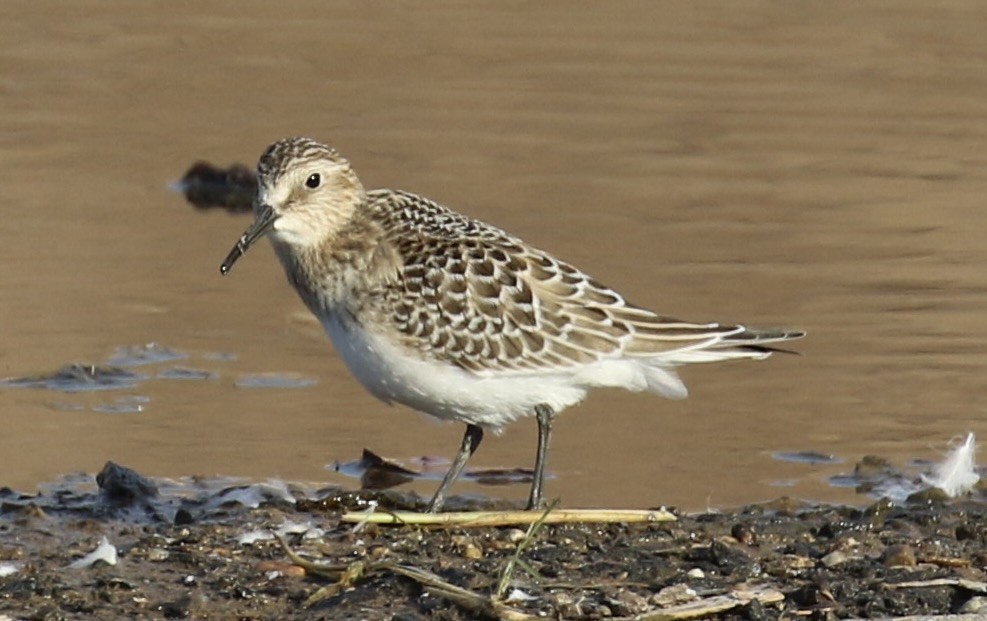 Baird's Sandpiper - ML642831818