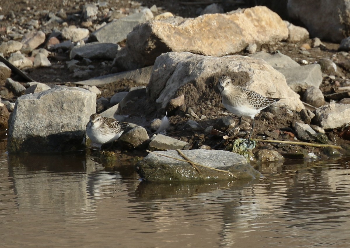 Baird's Sandpiper - ML642831819