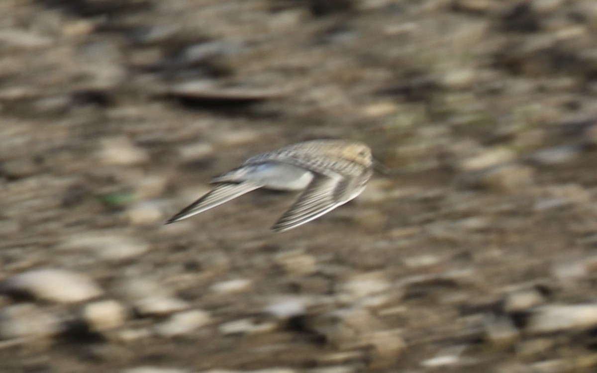 Baird's Sandpiper - ML642831820
