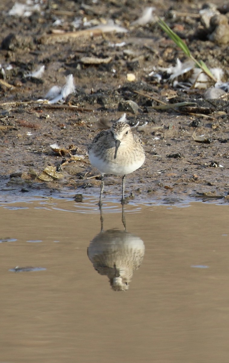 Baird's Sandpiper - ML642831821