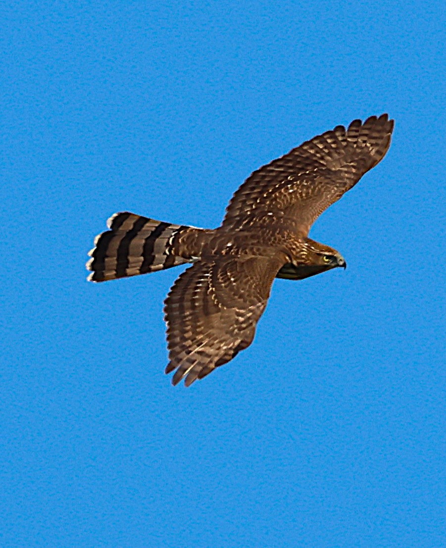 Cooper's Hawk - ML642831825