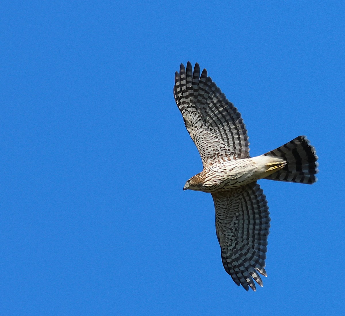Cooper's Hawk - ML642831826