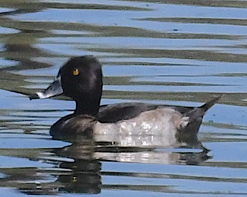 Ring-necked Duck - ML642831830