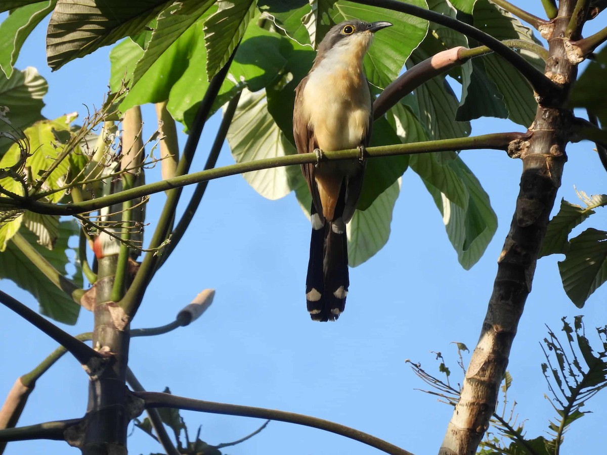 Dark-billed Cuckoo - ML642831833