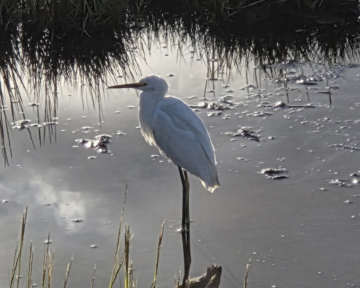 Snowy Egret - ML642831840