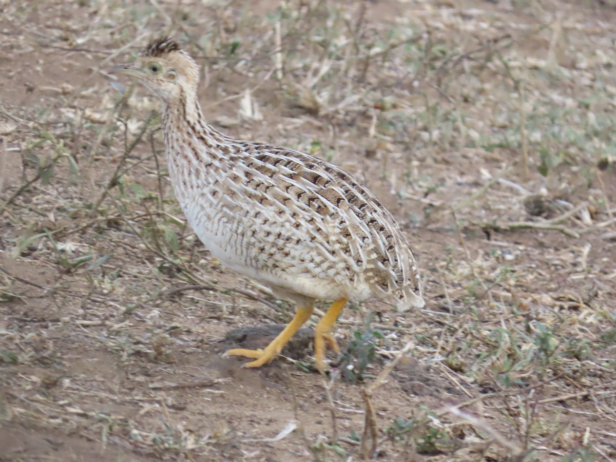 White-bellied Nothura - ML642831843