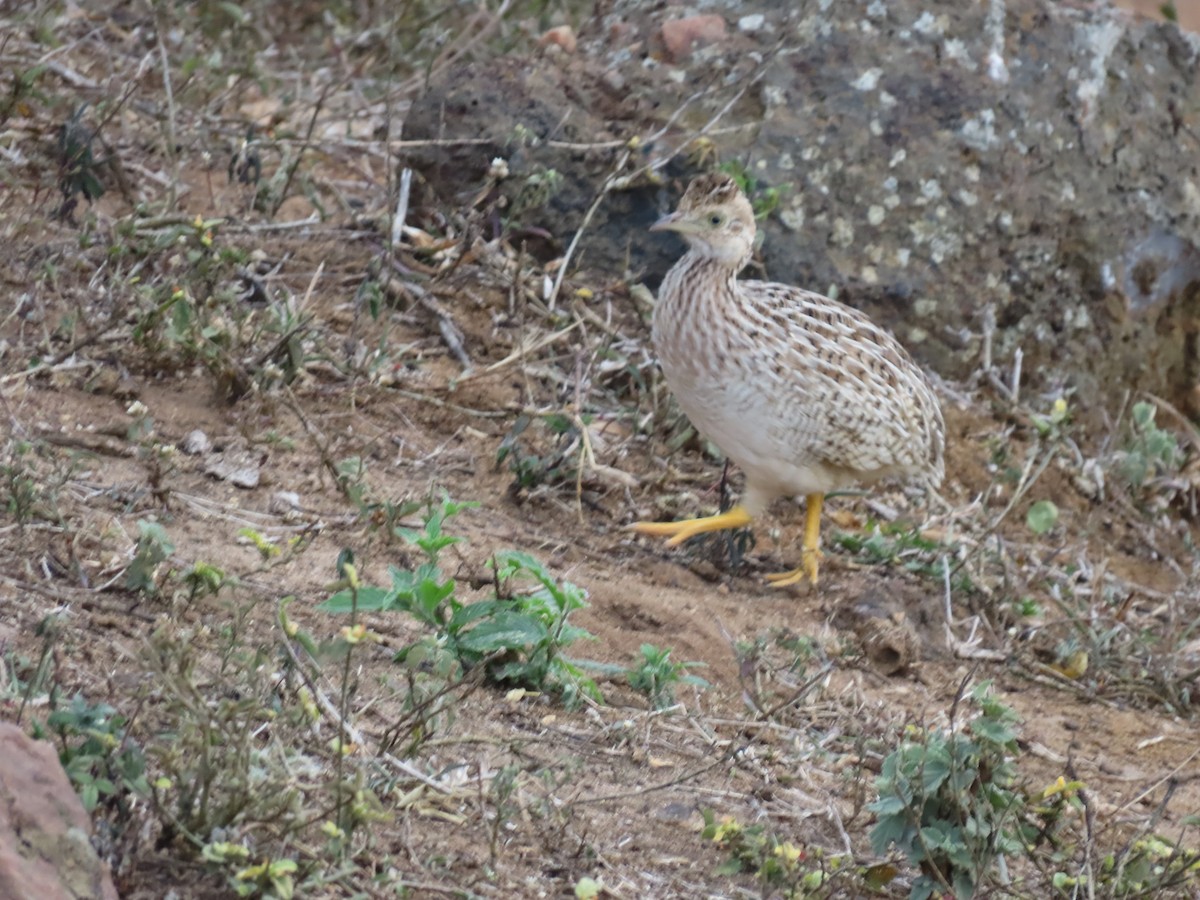 White-bellied Nothura - ML642831844