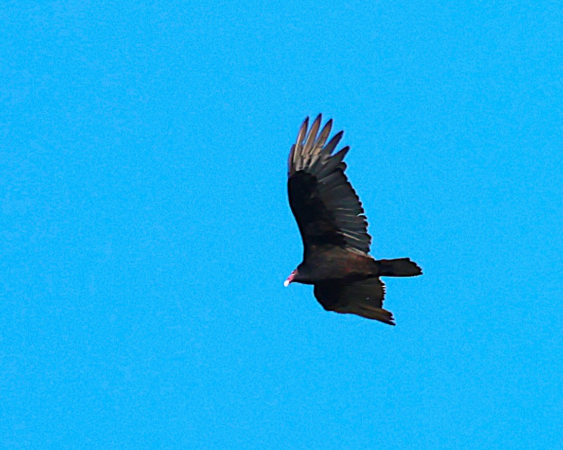 Turkey Vulture - ML642831850