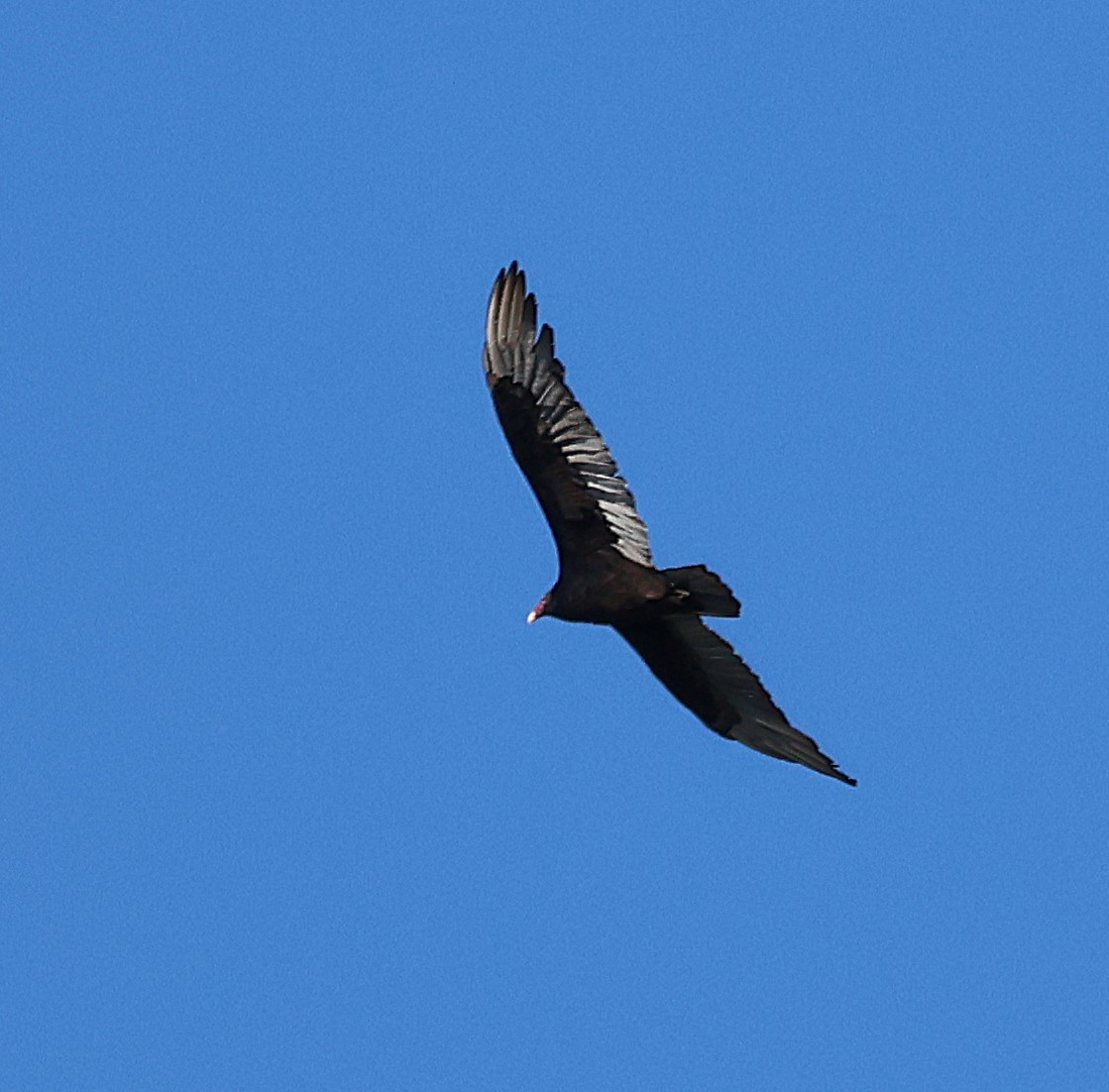 Turkey Vulture - ML642831851
