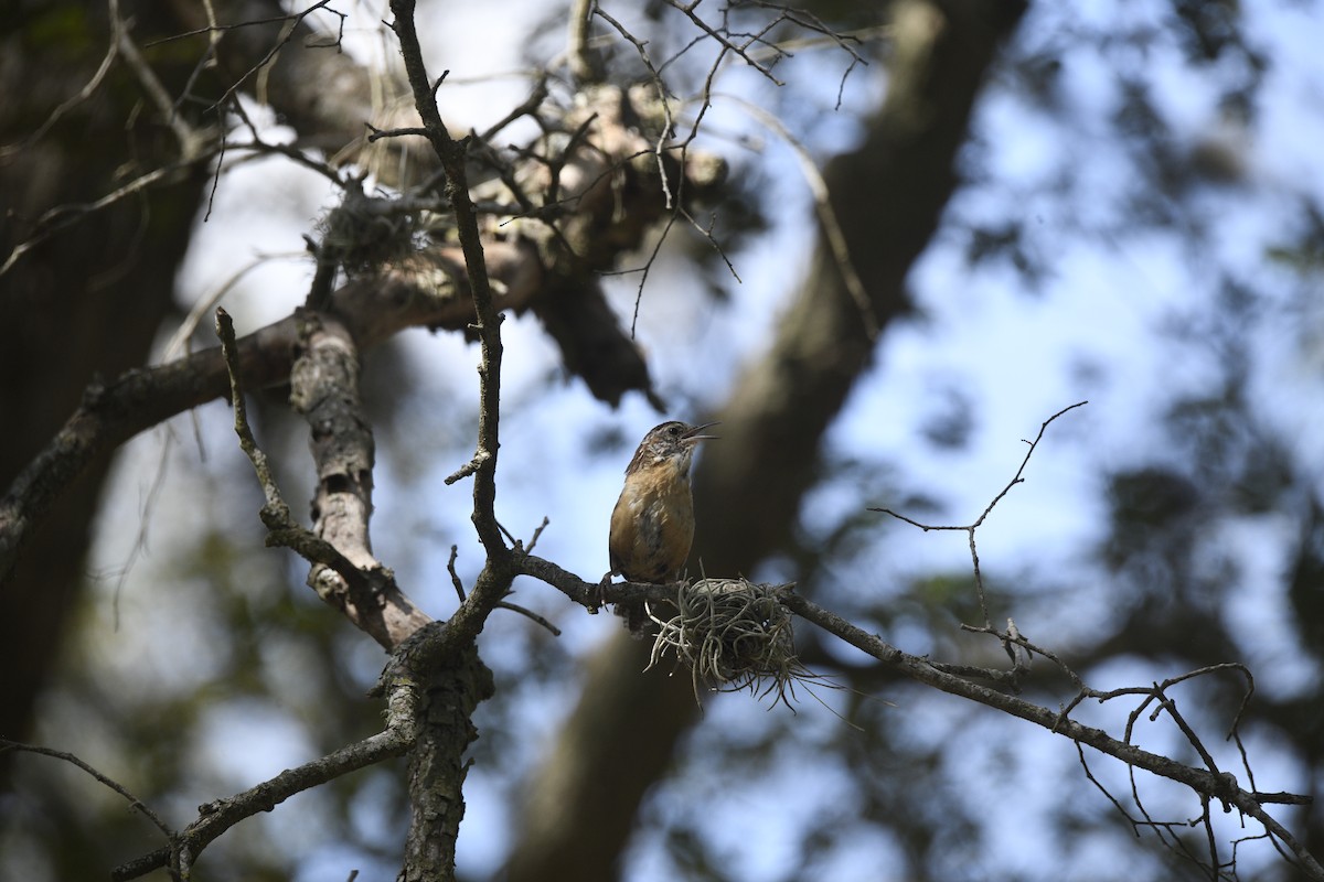 Carolina Wren - ML642831856