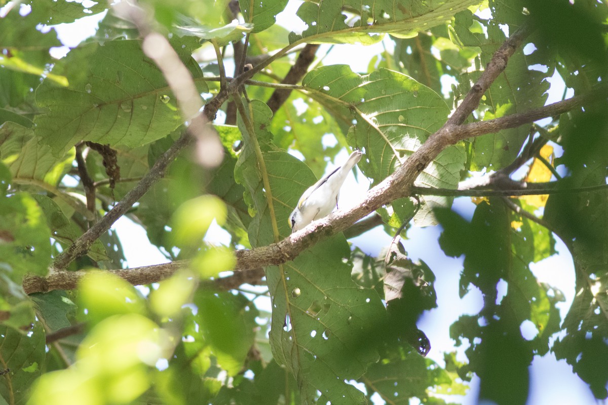 Golden-winged x Blue-winged Warbler (hybrid) - ML642831859