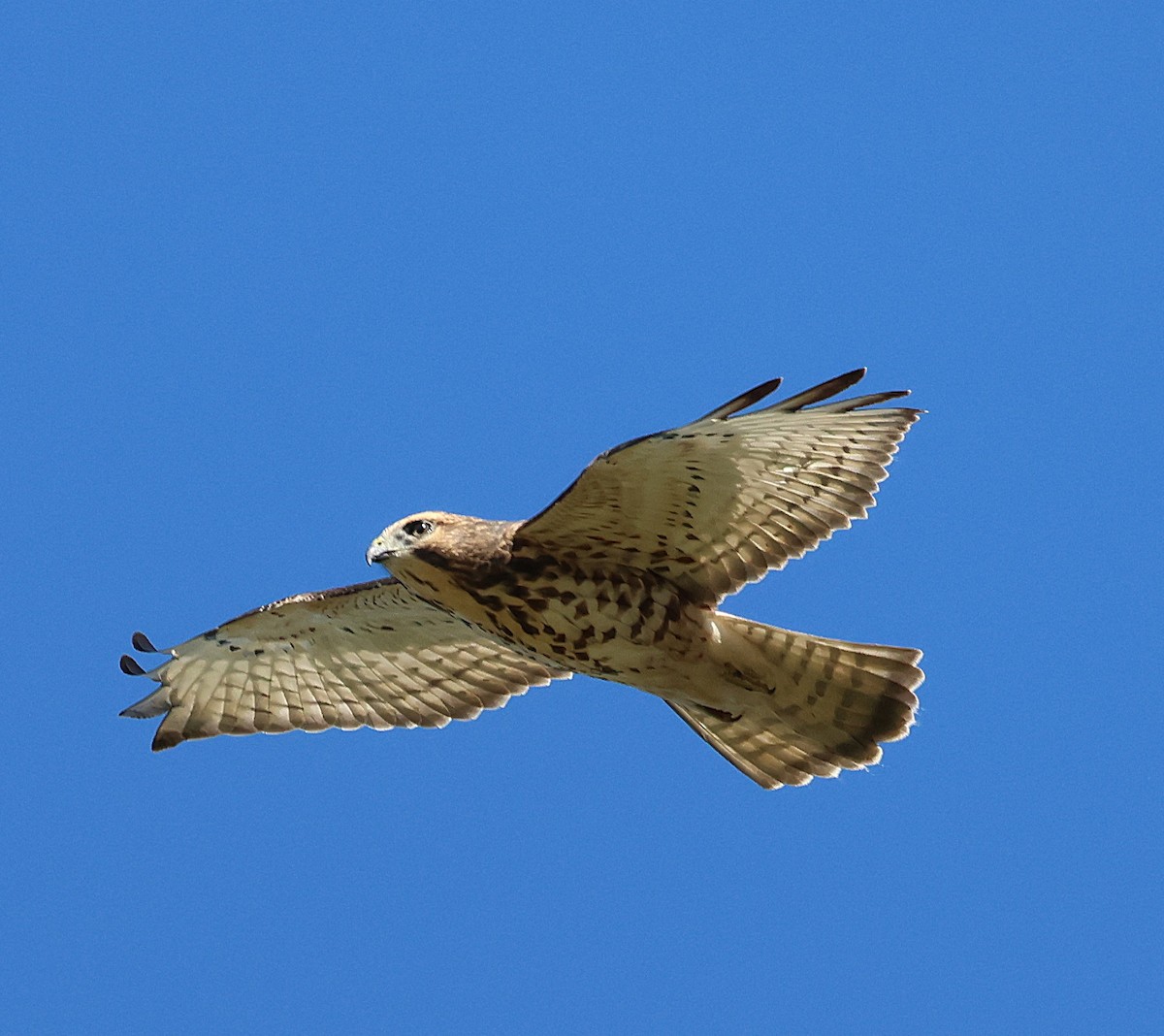 Broad-winged Hawk - ML642831860