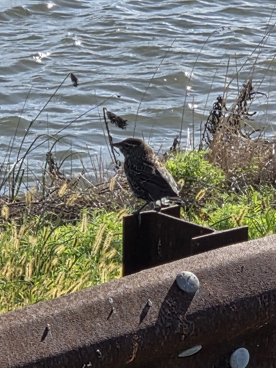 Red-winged Blackbird (Red-winged) - ML642831861