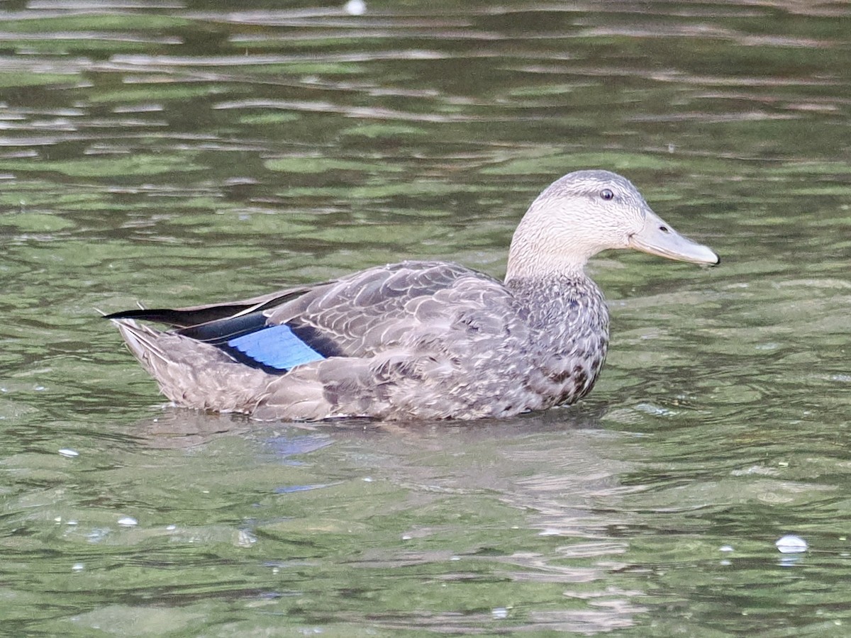 American Black Duck - ML642831863
