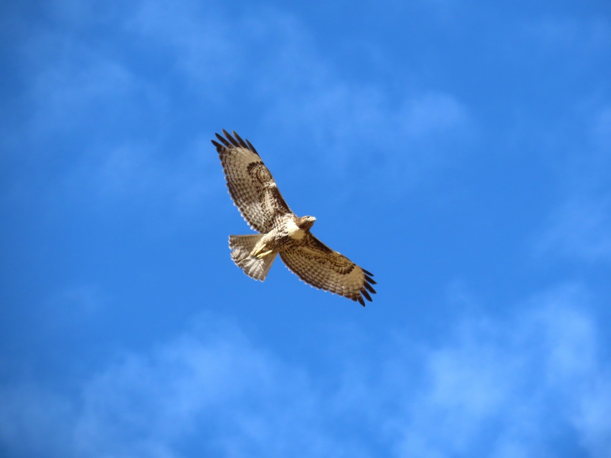 Red-tailed Hawk (calurus/alascensis) - ML642831867