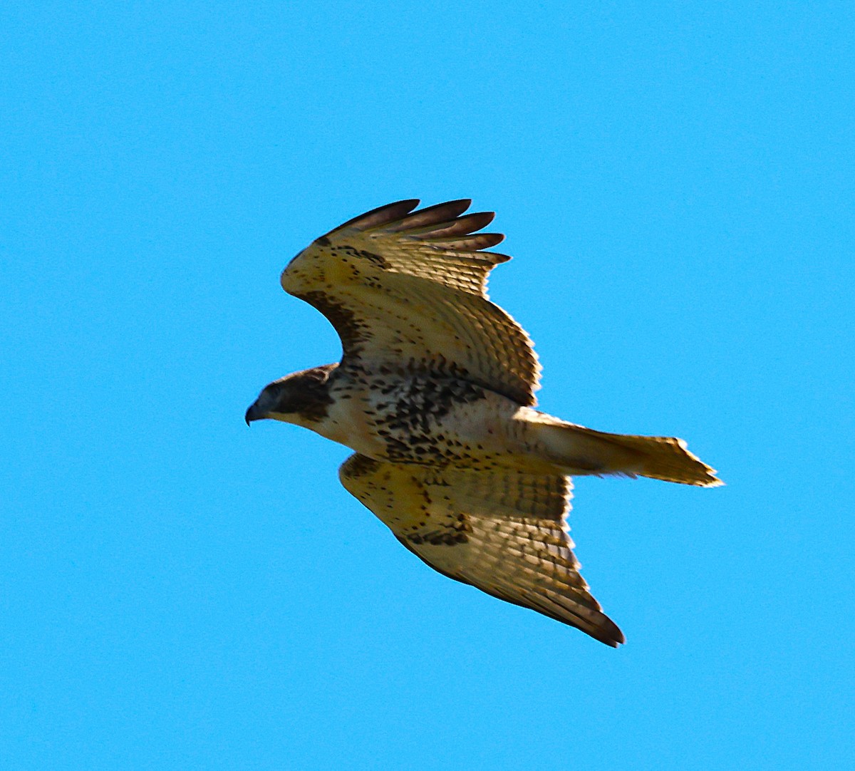 Red-tailed Hawk - ML642831869