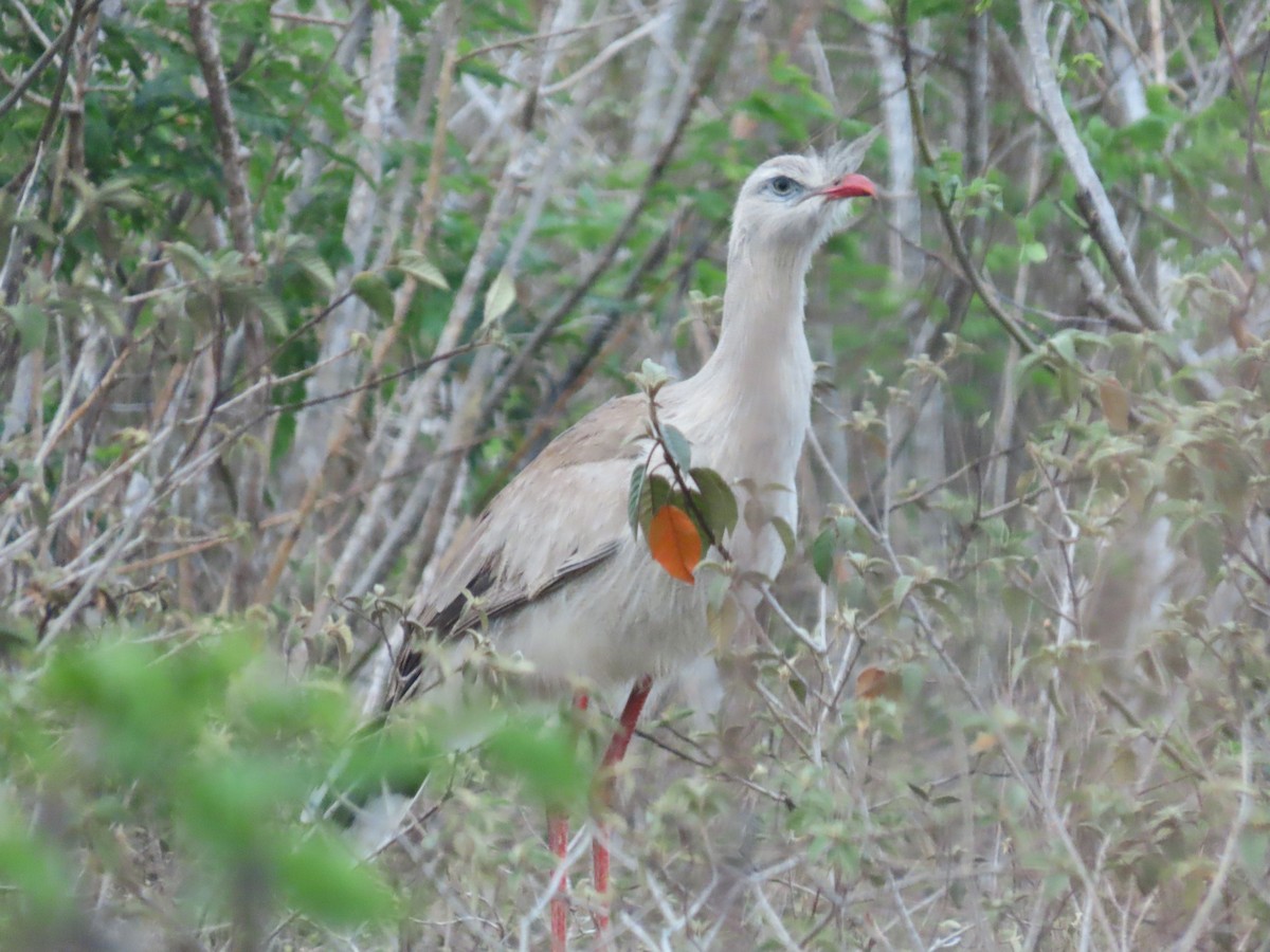 Red-legged Seriema - ML642831872
