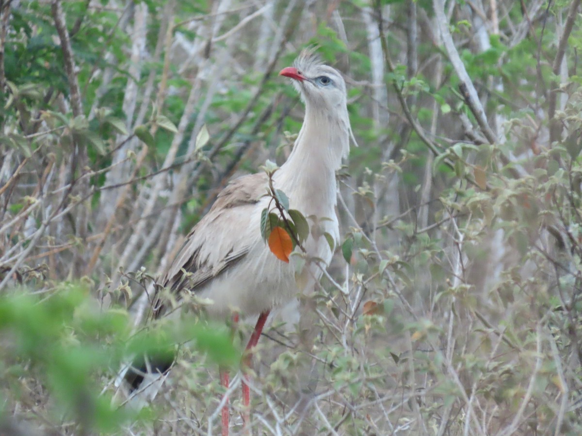 Red-legged Seriema - ML642831873