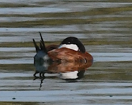 Ruddy Duck - ML642831887