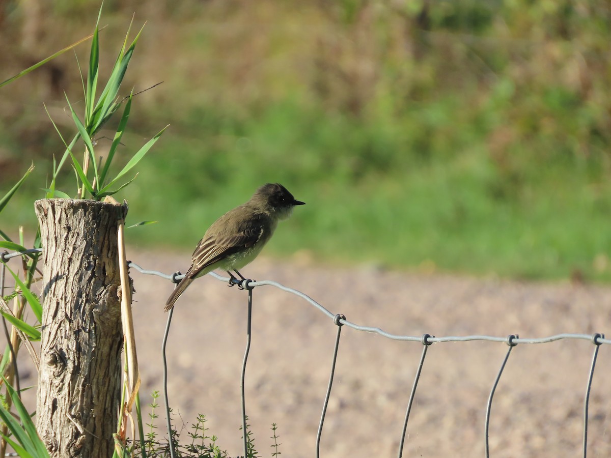 Eastern Phoebe - ML642831903