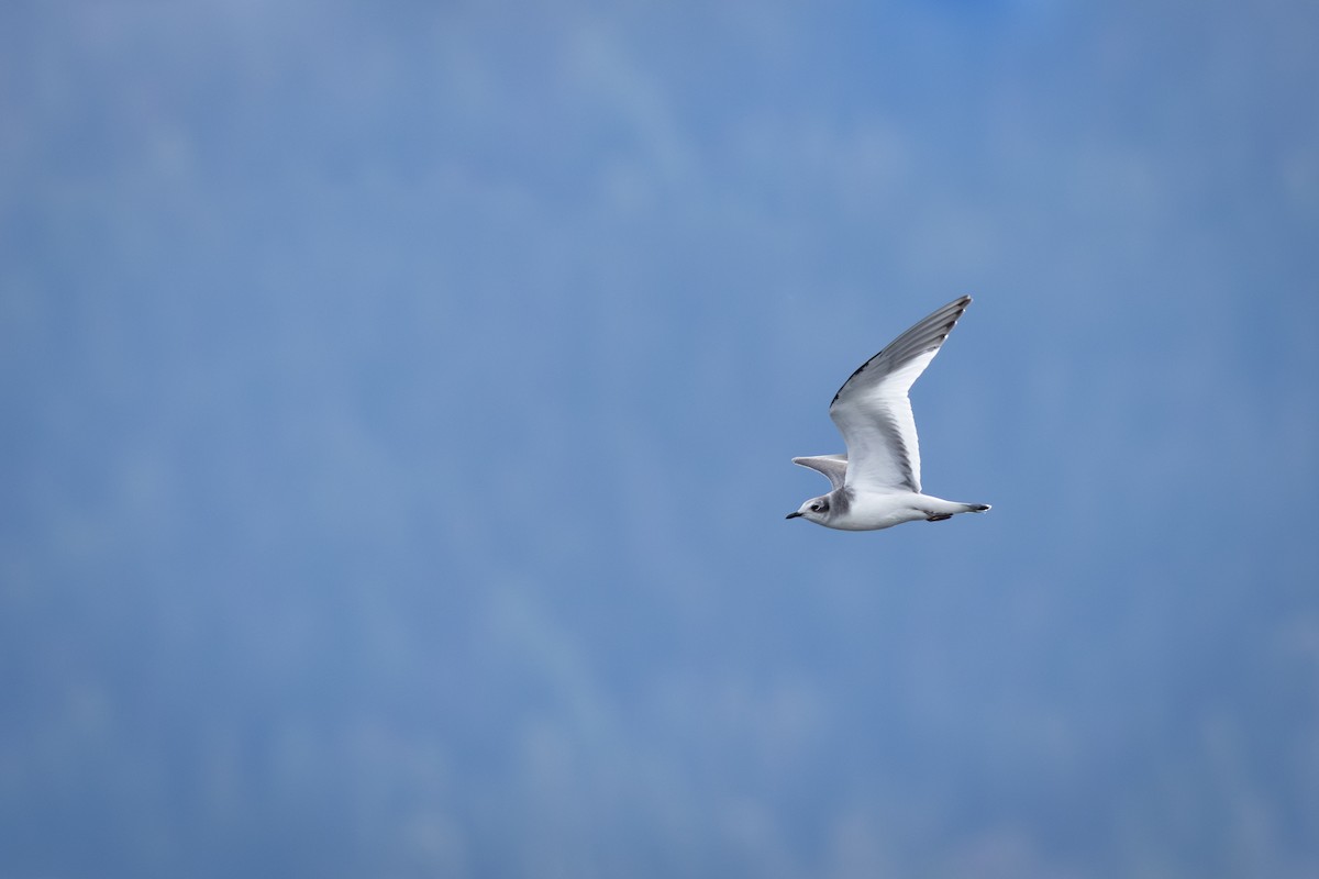 Sabine's Gull - ML642831905