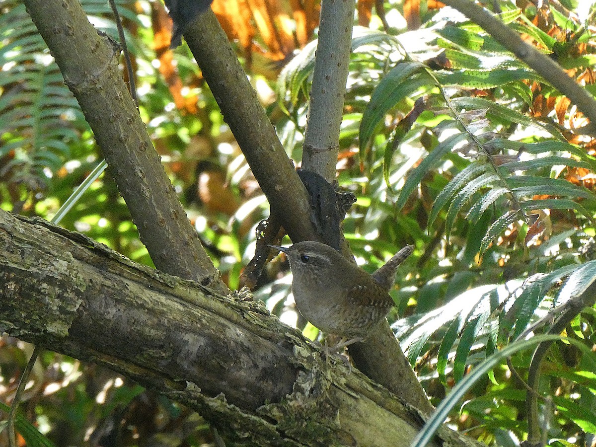 Pacific Wren - ML642831907