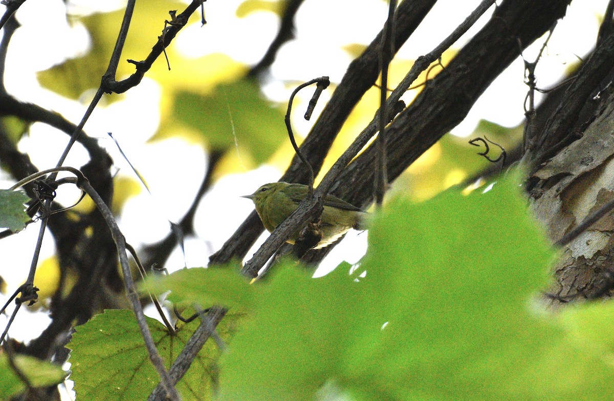 Tennessee Warbler - ML642831910