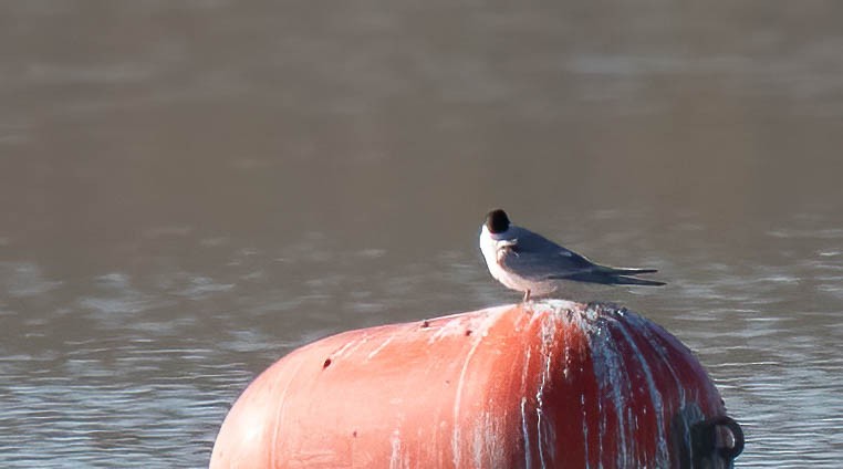 Common Tern - ML642831917