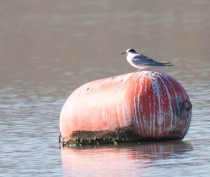 Common Tern - ML642831925