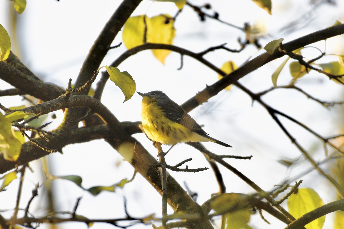 Magnolia Warbler - ML642831927