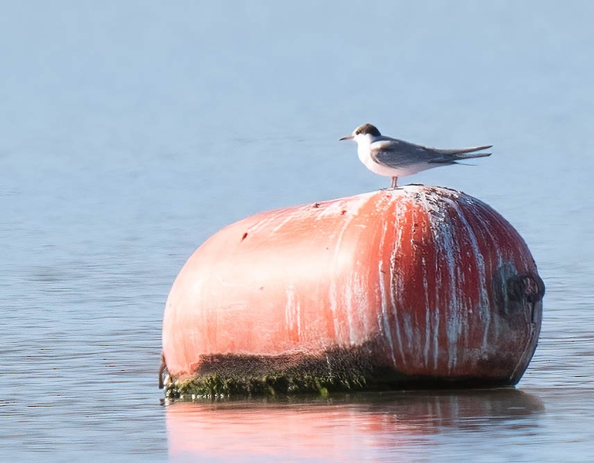 Common Tern - ML642831928