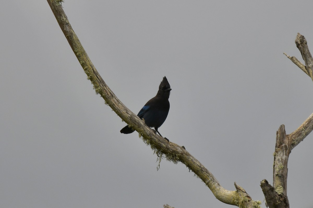 Steller's Jay - ML642831929