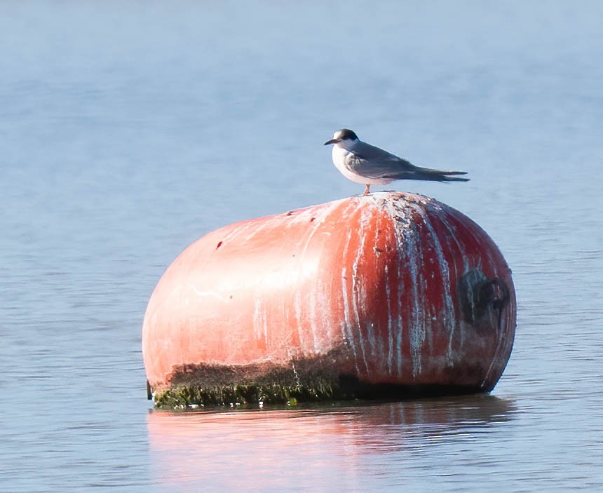 Common Tern - ML642831931