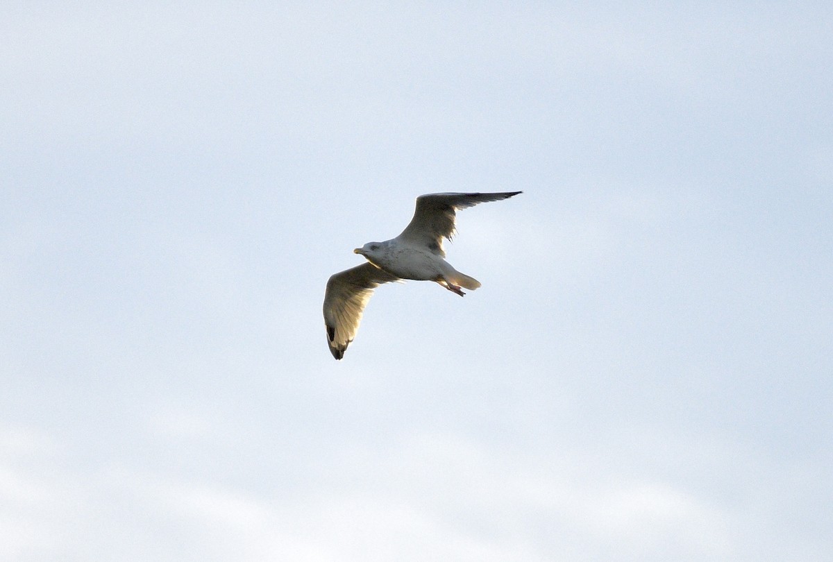 American Herring Gull - ML642831932