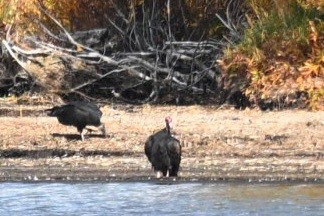 Turkey Vulture - ML642831933