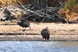 Turkey Vulture - ML642831934