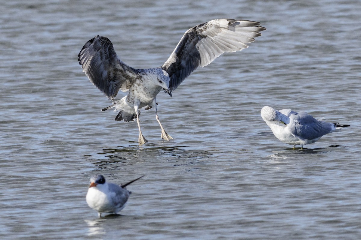 Lesser Black-backed Gull - ML642831935
