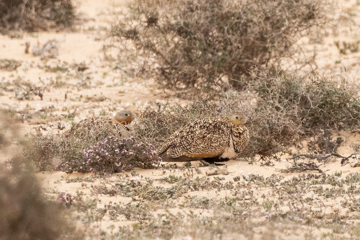 Black-bellied Sandgrouse - ML642831936