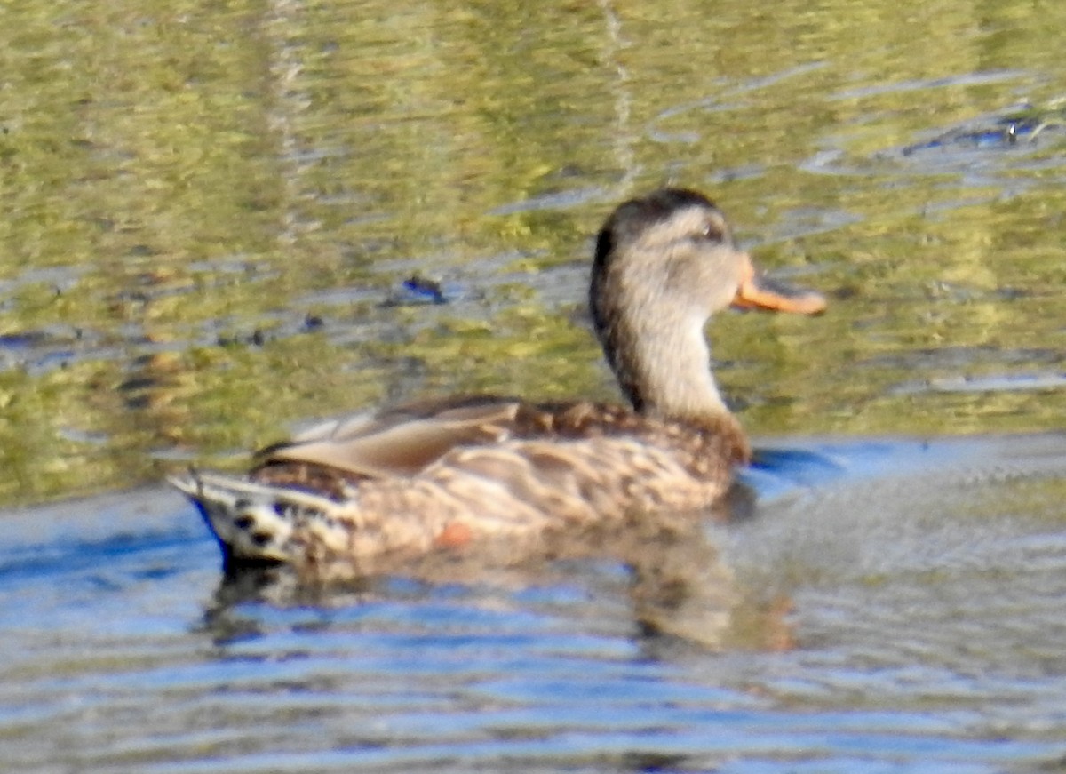 Mallard - ML642831937